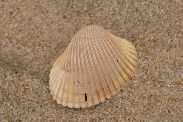 Kumsalda bir deniz kabuğu