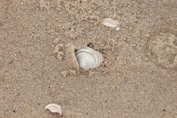 Kum tanelerinin içine kazılmış güzel bir kan gemisi kabuğu. Bu deniz kabuğu sahilde yatıyordu, dalgalar tarafından kıyıya vurmuştu. Bu kabuğun kenarları ve beyaz renk güzel ve yelpaze gibi görünüyor..