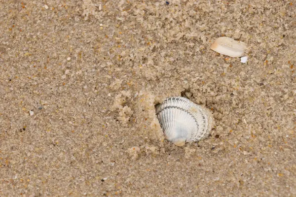 Kum tanelerinin içine kazılmış güzel bir kan gemisi kabuğu. Bu deniz kabuğu sahilde yatıyordu, dalgalar tarafından kıyıya vurmuştu. Bu kabuğun kenarları ve beyaz renk güzel ve yelpaze gibi görünüyor..
