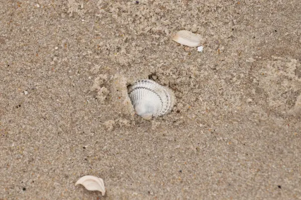Kum tanelerinin içine kazılmış güzel bir kan gemisi kabuğu. Bu deniz kabuğu sahilde yatıyordu, dalgalar tarafından kıyıya vurmuştu. Bu kabuğun kenarları ve beyaz renk güzel ve yelpaze gibi görünüyor..