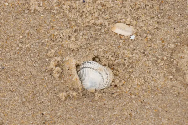 Kum tanelerinin içine kazılmış güzel bir kan gemisi kabuğu. Bu deniz kabuğu sahilde yatıyordu, dalgalar tarafından kıyıya vurmuştu. Bu kabuğun kenarları ve beyaz renk güzel ve yelpaze gibi görünüyor..