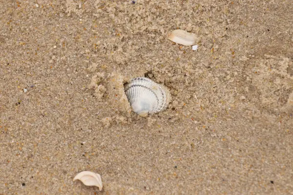 Kum tanelerinin içine kazılmış güzel bir kan gemisi kabuğu. Bu deniz kabuğu sahilde yatıyordu, dalgalar tarafından kıyıya vurmuştu. Bu kabuğun kenarları ve beyaz renk güzel ve yelpaze gibi görünüyor..