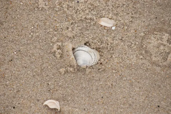 Kum tanelerinin içine kazılmış güzel bir kan gemisi kabuğu. Bu deniz kabuğu sahilde yatıyordu, dalgalar tarafından kıyıya vurmuştu. Bu kabuğun kenarları ve beyaz renk güzel ve yelpaze gibi görünüyor..