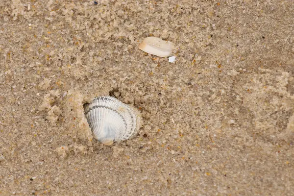 Kum tanelerinin içine kazılmış güzel bir kan gemisi kabuğu. Bu deniz kabuğu sahilde yatıyordu, dalgalar tarafından kıyıya vurmuştu. Bu kabuğun kenarları ve beyaz renk güzel ve yelpaze gibi görünüyor..