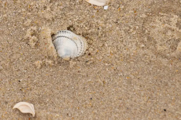 Kum tanelerinin içine kazılmış güzel bir kan gemisi kabuğu. Bu deniz kabuğu sahilde yatıyordu, dalgalar tarafından kıyıya vurmuştu. Bu kabuğun kenarları ve beyaz renk güzel ve yelpaze gibi görünüyor..