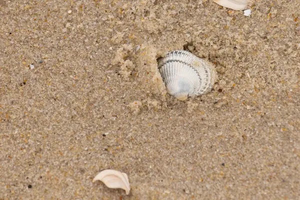 Kum tanelerinin içine kazılmış güzel bir kan gemisi kabuğu. Bu deniz kabuğu sahilde yatıyordu, dalgalar tarafından kıyıya vurmuştu. Bu kabuğun kenarları ve beyaz renk güzel ve yelpaze gibi görünüyor..