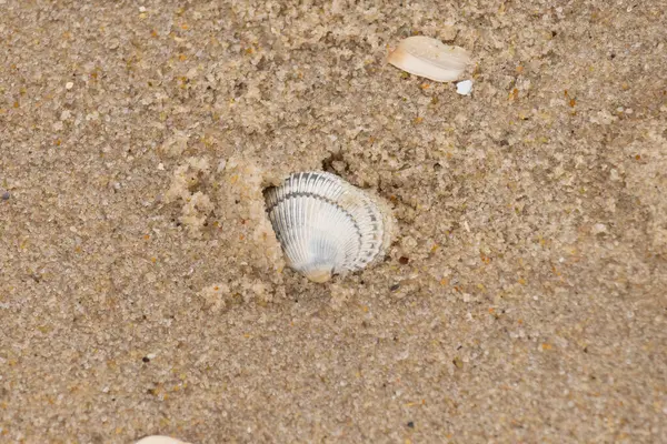 Kum tanelerinin içine kazılmış güzel bir kan gemisi kabuğu. Bu deniz kabuğu sahilde yatıyordu, dalgalar tarafından kıyıya vurmuştu. Bu kabuğun kenarları ve beyaz renk güzel ve yelpaze gibi görünüyor..