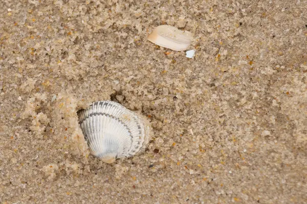 Kum tanelerinin içine kazılmış güzel bir kan gemisi kabuğu. Bu deniz kabuğu sahilde yatıyordu, dalgalar tarafından kıyıya vurmuştu. Bu kabuğun kenarları ve beyaz renk güzel ve yelpaze gibi görünüyor..