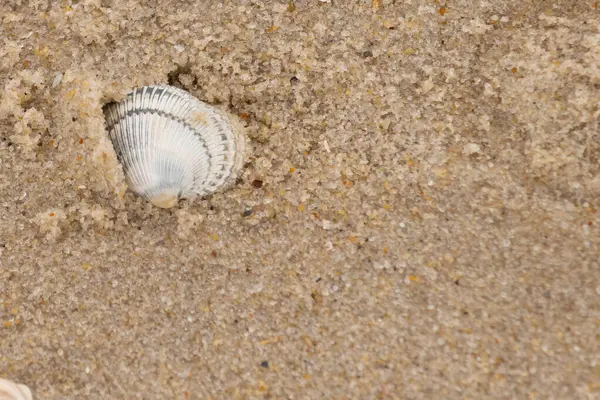 Kum tanelerinin içine kazılmış güzel bir kan gemisi kabuğu. Bu deniz kabuğu sahilde yatıyordu, dalgalar tarafından kıyıya vurmuştu. Bu kabuğun kenarları ve beyaz renk güzel ve yelpaze gibi görünüyor..
