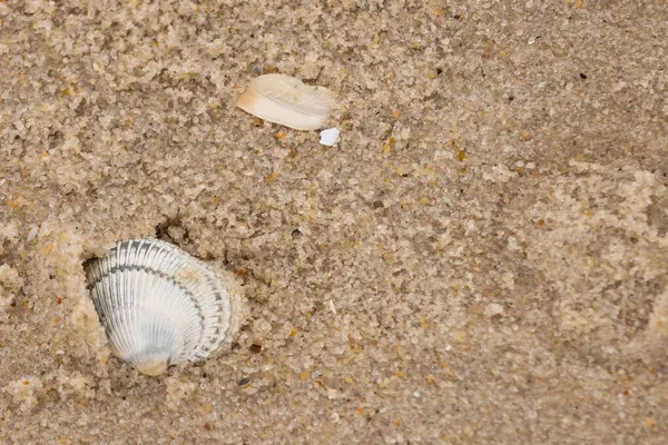 Kum tanelerinin içine kazılmış güzel bir kan gemisi kabuğu. Bu deniz kabuğu sahilde yatıyordu, dalgalar tarafından kıyıya vurmuştu. Bu kabuğun kenarları ve beyaz renk güzel ve yelpaze gibi görünüyor..