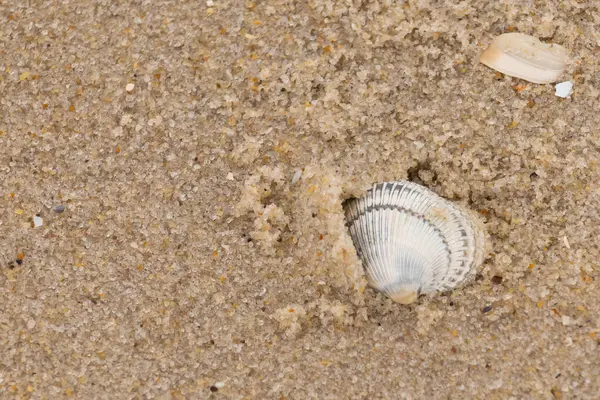 Kum tanelerinin içine kazılmış güzel bir kan gemisi kabuğu. Bu deniz kabuğu sahilde yatıyordu, dalgalar tarafından kıyıya vurmuştu. Bu kabuğun kenarları ve beyaz renk güzel ve yelpaze gibi görünüyor..