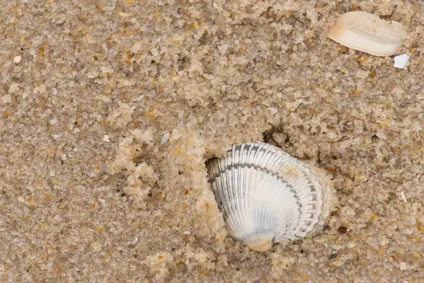 Kum tanelerinin içine kazılmış güzel bir kan gemisi kabuğu. Bu deniz kabuğu sahilde yatıyordu, dalgalar tarafından kıyıya vurmuştu. Bu kabuğun kenarları ve beyaz renk güzel ve yelpaze gibi görünüyor..
