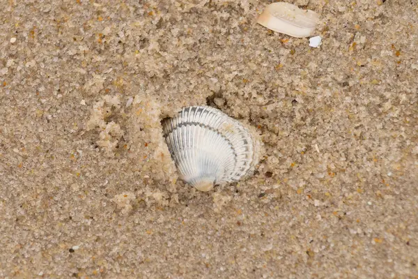 Kum tanelerinin içine kazılmış güzel bir kan gemisi kabuğu. Bu deniz kabuğu sahilde yatıyordu, dalgalar tarafından kıyıya vurmuştu. Bu kabuğun kenarları ve beyaz renk güzel ve yelpaze gibi görünüyor..