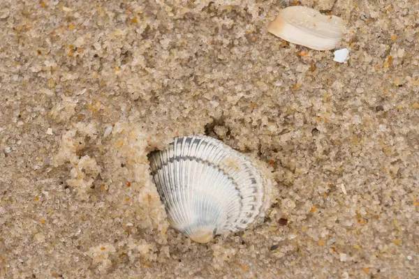 Kum tanelerinin içine kazılmış güzel bir kan gemisi kabuğu. Bu deniz kabuğu sahilde yatıyordu, dalgalar tarafından kıyıya vurmuştu. Bu kabuğun kenarları ve beyaz renk güzel ve yelpaze gibi görünüyor..