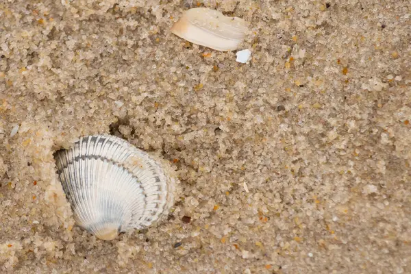 Kum tanelerinin içine kazılmış güzel bir kan gemisi kabuğu. Bu deniz kabuğu sahilde yatıyordu, dalgalar tarafından kıyıya vurmuştu. Bu kabuğun kenarları ve beyaz renk güzel ve yelpaze gibi görünüyor..