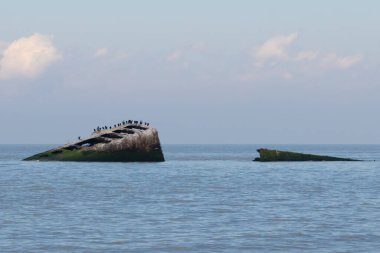 Bu, New Jersey Burnu 'ndaki Sunset sahilindeki batık geminin resmi. Okyanustan çıkan paslı metal gövde. Kahverengi gemi sahil kuşları için bir yaşam alanı değildir..