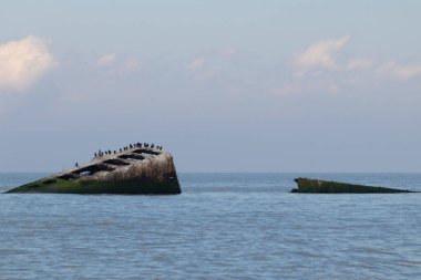 Bu, New Jersey Burnu 'ndaki Sunset sahilindeki batık geminin resmi. Okyanustan çıkan paslı metal gövde. Kahverengi gemi sahil kuşları için bir yaşam alanı değildir..