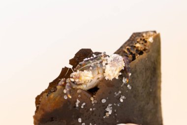 Bu küçük sevimli yengeç bu kahverengi kayanın içinde oturuyor. Küçük pençelerini hazırda bekleyen yırtıcılardan saklamaya çalışıyor. Kum tanecikleri kabukluların kabuğuna yapışmış. Büyük şişkin gözleri sarkmış..