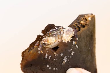 Bu küçük sevimli yengeç bu kahverengi kayanın içinde oturuyor. Küçük pençelerini hazırda bekleyen yırtıcılardan saklamaya çalışıyor. Kum tanecikleri kabukluların kabuğuna yapışmış. Büyük şişkin gözleri sarkmış..