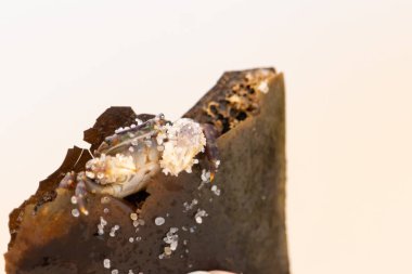 Bu küçük sevimli yengeç bu kahverengi kayanın içinde oturuyor. Küçük pençelerini hazırda bekleyen yırtıcılardan saklamaya çalışıyor. Kum tanecikleri kabukluların kabuğuna yapışmış. Büyük şişkin gözleri sarkmış..