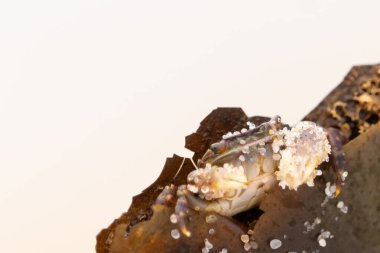 Bu küçük sevimli yengeç bu kahverengi kayanın içinde oturuyor. Küçük pençelerini hazırda bekleyen yırtıcılardan saklamaya çalışıyor. Kum tanecikleri kabukluların kabuğuna yapışmış. Büyük şişkin gözleri sarkmış..