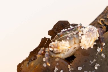 Bu küçük sevimli yengeç bu kahverengi kayanın içinde oturuyor. Küçük pençelerini hazırda bekleyen yırtıcılardan saklamaya çalışıyor. Kum tanecikleri kabukluların kabuğuna yapışmış. Büyük şişkin gözleri sarkmış..