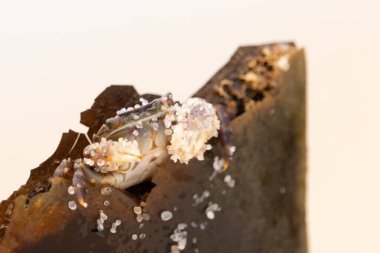 Bu küçük sevimli yengeç bu kahverengi kayanın içinde oturuyor. Küçük pençelerini hazırda bekleyen yırtıcılardan saklamaya çalışıyor. Kum tanecikleri kabukluların kabuğuna yapışmış. Büyük şişkin gözleri sarkmış..