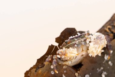 Bu küçük sevimli yengeç bu kahverengi kayanın içinde oturuyor. Küçük pençelerini hazırda bekleyen yırtıcılardan saklamaya çalışıyor. Kum tanecikleri kabukluların kabuğuna yapışmış. Büyük şişkin gözleri sarkmış..