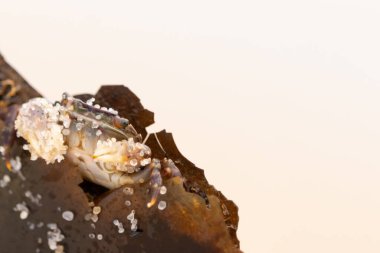 Bu küçük sevimli yengeç bu kahverengi kayanın içinde oturuyor. Küçük pençelerini hazırda bekleyen yırtıcılardan saklamaya çalışıyor. Kum tanecikleri kabukluların kabuğuna yapışmış. Büyük şişkin gözleri sarkmış..