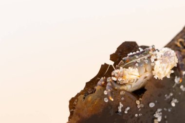 Bu küçük sevimli yengeç bu kahverengi kayanın içinde oturuyor. Küçük pençelerini hazırda bekleyen yırtıcılardan saklamaya çalışıyor. Kum tanecikleri kabukluların kabuğuna yapışmış. Büyük şişkin gözleri sarkmış..