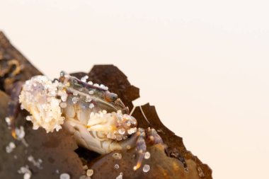 Bu küçük sevimli yengeç bu kahverengi kayanın içinde oturuyor. Küçük pençelerini hazırda bekleyen yırtıcılardan saklamaya çalışıyor. Kum tanecikleri kabukluların kabuğuna yapışmış. Büyük şişkin gözleri sarkmış..