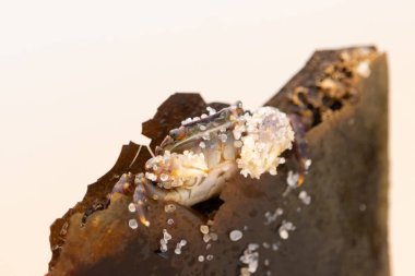 Bu küçük sevimli yengeç bu kahverengi kayanın içinde oturuyor. Küçük pençelerini hazırda bekleyen yırtıcılardan saklamaya çalışıyor. Kum tanecikleri kabukluların kabuğuna yapışmış. Büyük şişkin gözleri sarkmış..