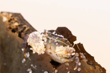 Bu küçük sevimli yengeç bu kahverengi kayanın içinde oturuyor. Küçük pençelerini hazırda bekleyen yırtıcılardan saklamaya çalışıyor. Kum tanecikleri kabukluların kabuğuna yapışmış. Büyük şişkin gözleri sarkmış..