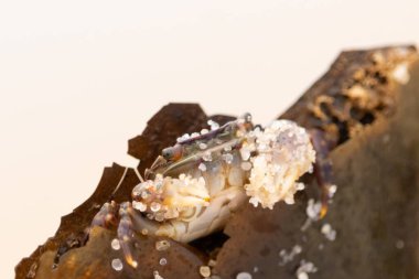 Bu küçük sevimli yengeç bu kahverengi kayanın içinde oturuyor. Küçük pençelerini hazırda bekleyen yırtıcılardan saklamaya çalışıyor. Kum tanecikleri kabukluların kabuğuna yapışmış. Büyük şişkin gözleri sarkmış..