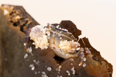 Bu küçük sevimli yengeç bu kahverengi kayanın içinde oturuyor. Küçük pençelerini hazırda bekleyen yırtıcılardan saklamaya çalışıyor. Kum tanecikleri kabukluların kabuğuna yapışmış. Büyük şişkin gözleri sarkmış..