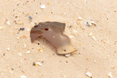 At nalı yengeci kabuğu plajda yatıyordu. Dalgalardan hırpalandıktan sonra bu kabuklunun çatlamış zırhı burada yatıyordu. Kabuk parçaları kum tanelerinde çakıl taşları ile her yerde yatıyordu..