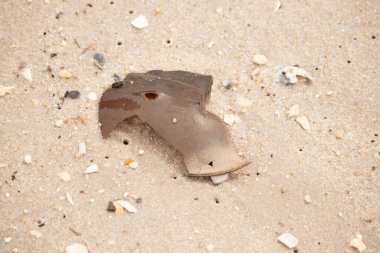 At nalı yengeci kabuğu plajda yatıyordu. Dalgalardan hırpalandıktan sonra bu kabuklunun çatlamış zırhı burada yatıyordu. Kabuk parçaları kum tanelerinde çakıl taşları ile her yerde yatıyordu..