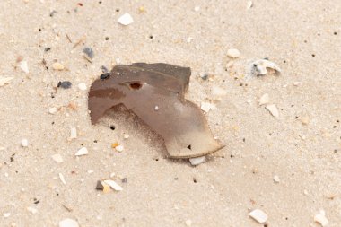 At nalı yengeci kabuğu plajda yatıyordu. Dalgalardan hırpalandıktan sonra bu kabuklunun çatlamış zırhı burada yatıyordu. Kabuk parçaları kum tanelerinde çakıl taşları ile her yerde yatıyordu..
