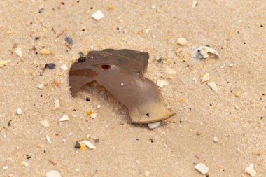 At nalı yengeci kabuğu plajda yatıyordu. Dalgalardan hırpalandıktan sonra bu kabuklunun çatlamış zırhı burada yatıyordu. Kabuk parçaları kum tanelerinde çakıl taşları ile her yerde yatıyordu..