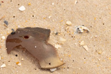 At nalı yengeci kabuğu plajda yatıyordu. Dalgalardan hırpalandıktan sonra bu kabuklunun çatlamış zırhı burada yatıyordu. Kabuk parçaları kum tanelerinde çakıl taşları ile her yerde yatıyordu..