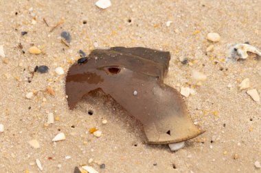At nalı yengeci kabuğu plajda yatıyordu. Dalgalardan hırpalandıktan sonra bu kabuklunun çatlamış zırhı burada yatıyordu. Kabuk parçaları kum tanelerinde çakıl taşları ile her yerde yatıyordu..