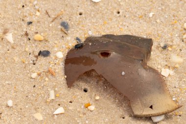 At nalı yengeci kabuğu plajda yatıyordu. Dalgalardan hırpalandıktan sonra bu kabuklunun çatlamış zırhı burada yatıyordu. Kabuk parçaları kum tanelerinde çakıl taşları ile her yerde yatıyordu..