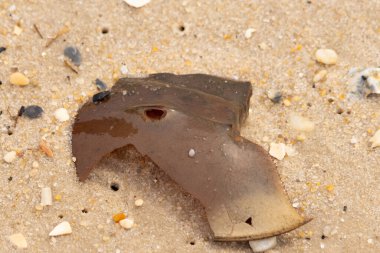 At nalı yengeci kabuğu plajda yatıyordu. Dalgalardan hırpalandıktan sonra bu kabuklunun çatlamış zırhı burada yatıyordu. Kabuk parçaları kum tanelerinde çakıl taşları ile her yerde yatıyordu..
