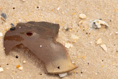 At nalı yengeci kabuğu plajda yatıyordu. Dalgalardan hırpalandıktan sonra bu kabuklunun çatlamış zırhı burada yatıyordu. Kabuk parçaları kum tanelerinde çakıl taşları ile her yerde yatıyordu..