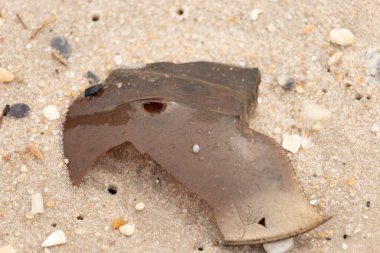 At nalı yengeci kabuğu plajda yatıyordu. Dalgalardan hırpalandıktan sonra bu kabuklunun çatlamış zırhı burada yatıyordu. Kabuk parçaları kum tanelerinde çakıl taşları ile her yerde yatıyordu..