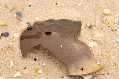 At nalı yengeci kabuğu plajda yatıyordu. Dalgalardan hırpalandıktan sonra bu kabuklunun çatlamış zırhı burada yatıyordu. Kabuk parçaları kum tanelerinde çakıl taşları ile her yerde yatıyordu..
