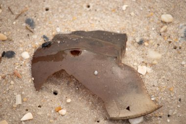 At nalı yengeci kabuğu plajda yatıyordu. Dalgalardan hırpalandıktan sonra bu kabuklunun çatlamış zırhı burada yatıyordu. Kabuk parçaları kum tanelerinde çakıl taşları ile her yerde yatıyordu..