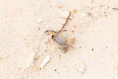 Bu sevimli yengeç sahilde enkazın arasında yatıyordu. Küçük pençe çimdikleme şeklinde yukarı bakıyor. Bu yaratık korkmuş görünüyor ve bizi korkutmak istiyor. Her yerde kum taneleri var..