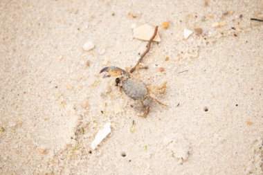 Bu sevimli yengeç sahilde enkazın arasında yatıyordu. Küçük pençe çimdikleme şeklinde yukarı bakıyor. Bu yaratık korkmuş görünüyor ve bizi korkutmak istiyor. Her yerde kum taneleri var..