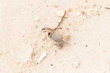 Bu sevimli yengeç sahilde enkazın arasında yatıyordu. Küçük pençe çimdikleme şeklinde yukarı bakıyor. Bu yaratık korkmuş görünüyor ve bizi korkutmak istiyor. Her yerde kum taneleri var..